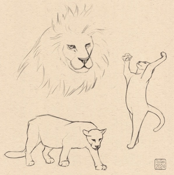 Digital sketches of three different cats, a house cat stretching up, a big cat standing and the head of a male lion.